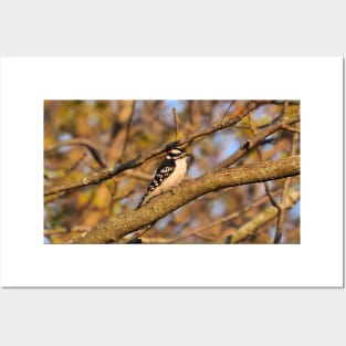 Male Downy Woodpecker Perched In A Tree Posters and Art